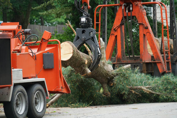 Bay Springs, MS Tree Care Services Company